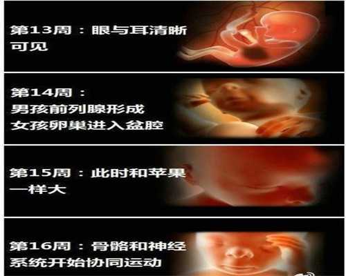 上海哪里代孕好点_上海借腹生子如何办出生证_选择冻卵需要多少钱-宝宝2岁前