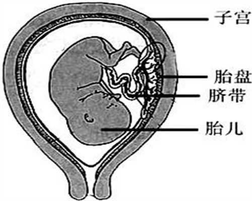 上海试管代孕怎么找_上海代孕贵不贵