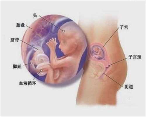 试管婴儿供卵_上海什么条件可以申请供卵_怀孕中期的常规尿常规是什么？